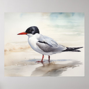 Sternidae Bird Art Impressão