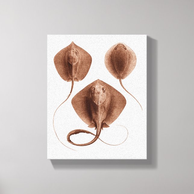 Stingray nº 1 Canvas Wall Art (Frente)