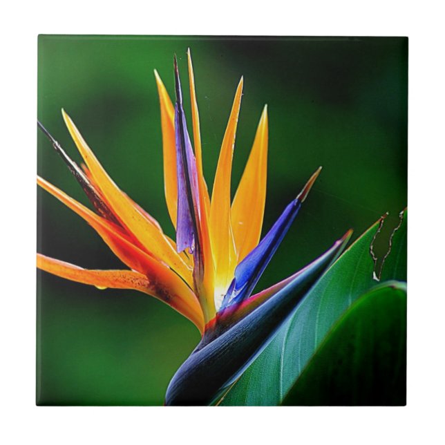 Strelitzia. Pássaro da flor de paraíso (Frente)