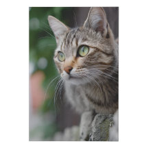 Striking Blue Eyed Orange Tabby Cat Close-Up