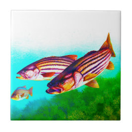 Striper de Atlântico do baixo listrado