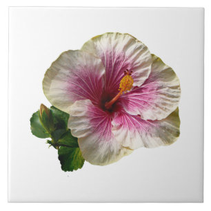 Striper de Kandy Hibiscus