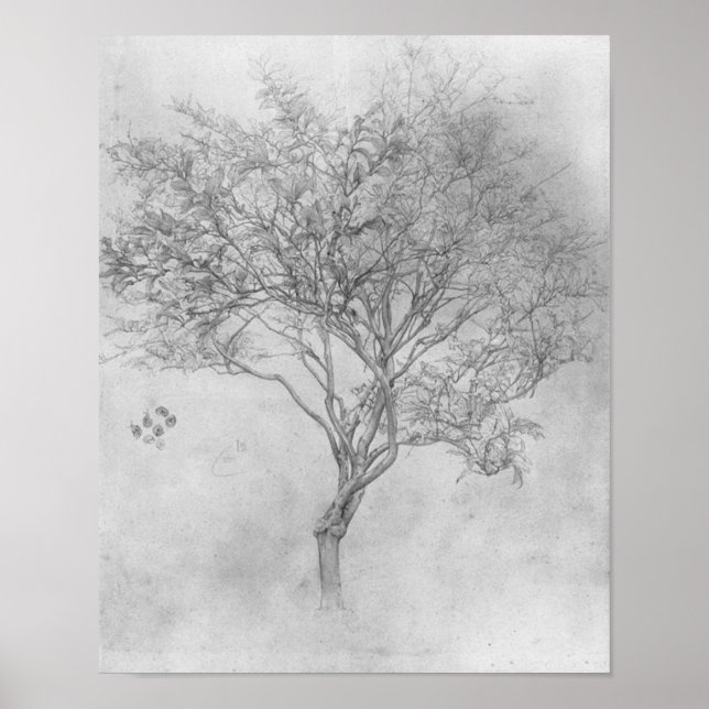 Study of a Lemon Tree - 1859 - Poster (Frente)