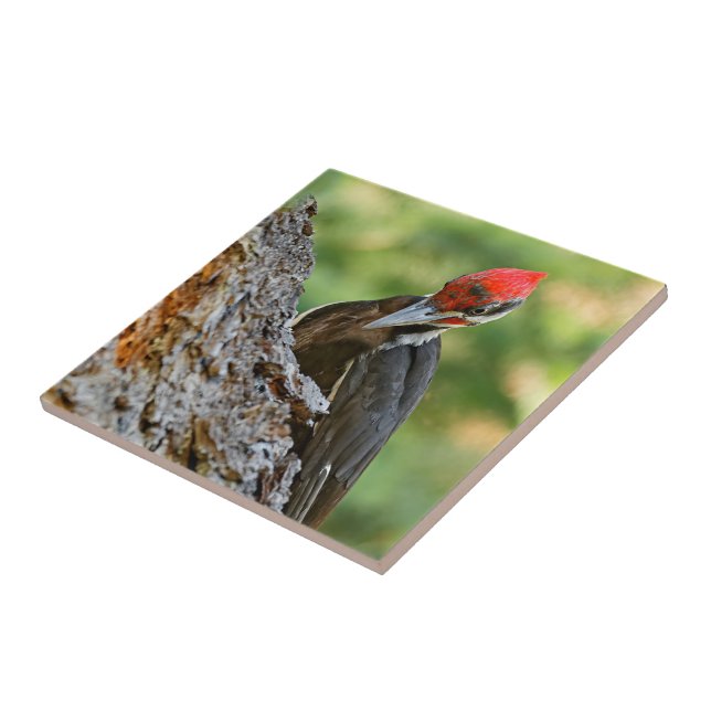 Stunning Portrait of Pileated Woodpecker on Tree (Lateral)