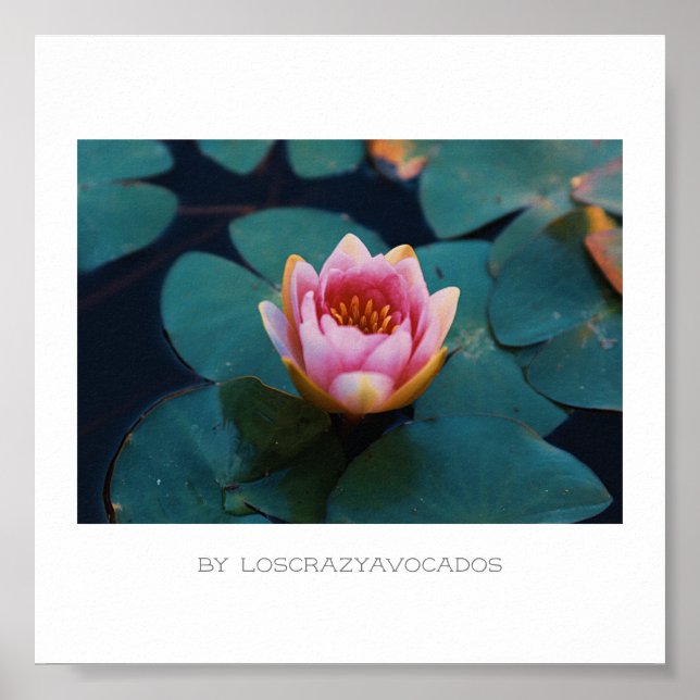 Stylized Pink Water Lily Flowers Plants Poster (Frente)
