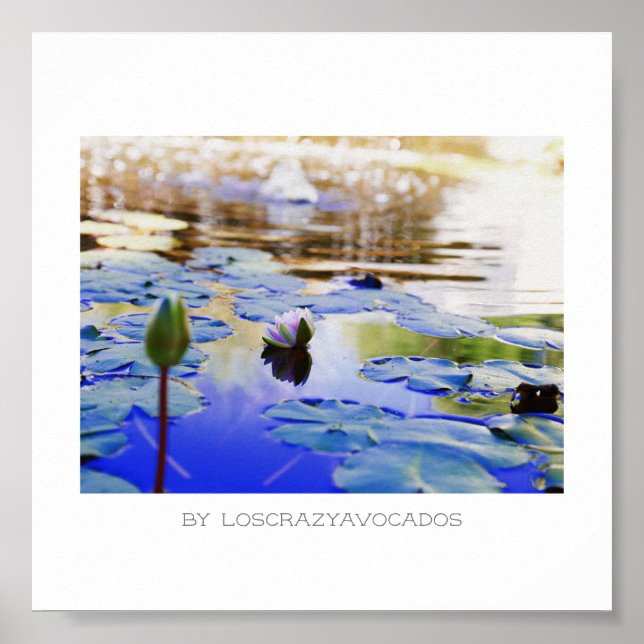 Stylized Pink Water Lily Flowers Plants Poster (Frente)