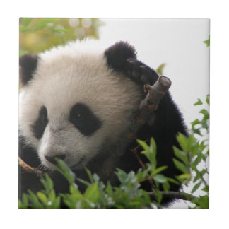 SU Lin, filhote de urso da panda gigante no jardim