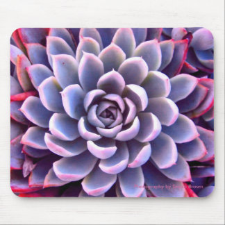 Succulent cor-de-rosa & roxo Mousepad