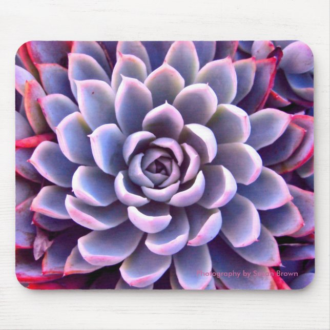Succulent cor-de-rosa & roxo Mousepad (Frente)