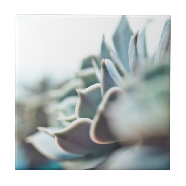 Succulent de Echeveria (Frente)