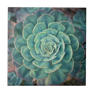 Succulent do Fim-acima