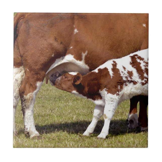 Suckling da vitela (Frente)