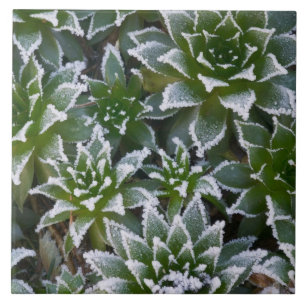 Suculenta Hen & Chicks com geada no início
