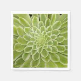 Suculentos guardanapos de papel