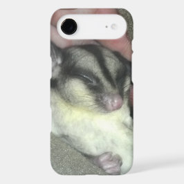 Sugar Glider Dormindo no Cobertor