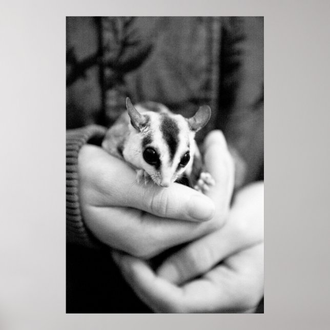 Sugar Glider poster (Frente)