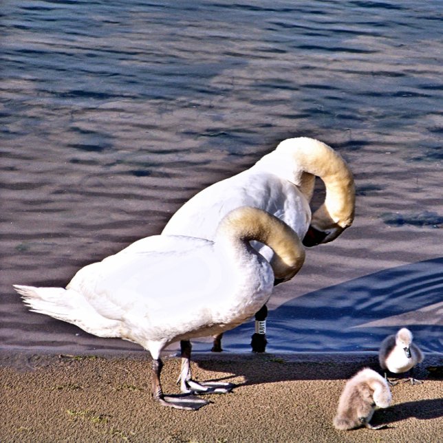 SUL (Criador carregado)