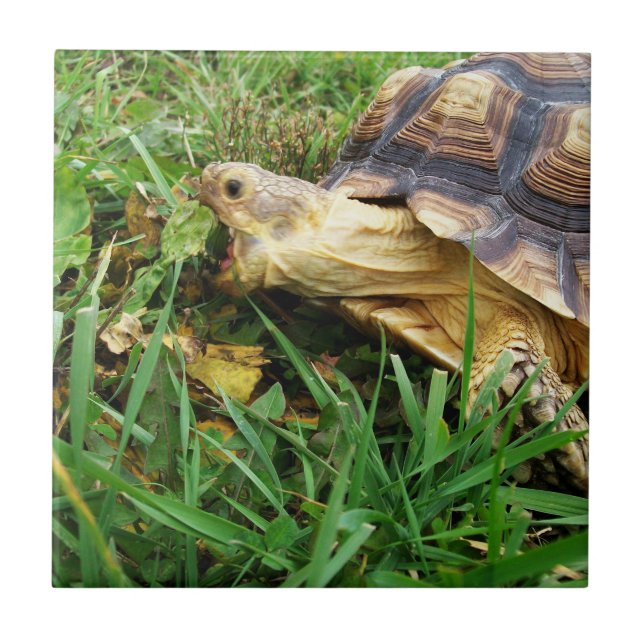 Sulcata Tortoise Grazing, Boca Aberta, em Grass (Frente)