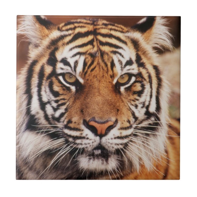 Sumatran Tiger (Frente)