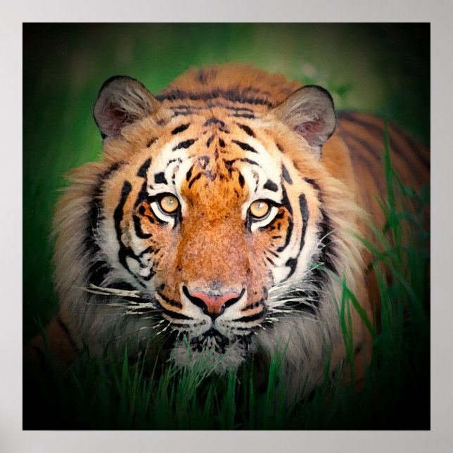 Sumatran Tiger Art Impressão (Frente)