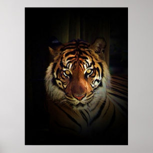 Sumatran Tiger Poster