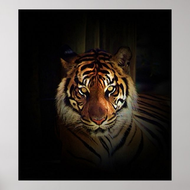 Sumatran Tiger Poster (Frente)