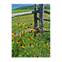 Summer Blue Ridge Parkway USA Wildflower Photo