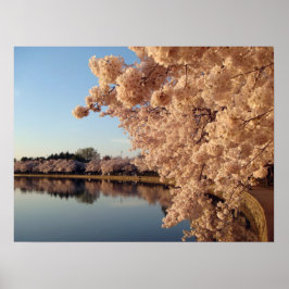 Summer Cherry Blossomo Foto Nature Wall Poster