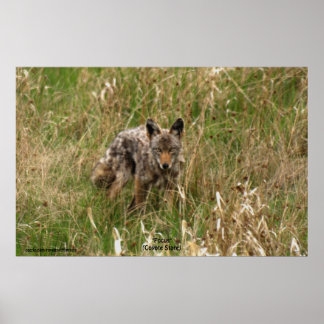Summer Coyote em Poster de Foto de Vida Selvagem d
