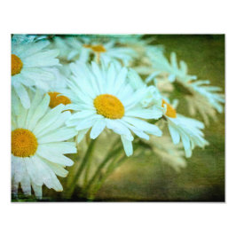Summer Daisy Foto Alargamento