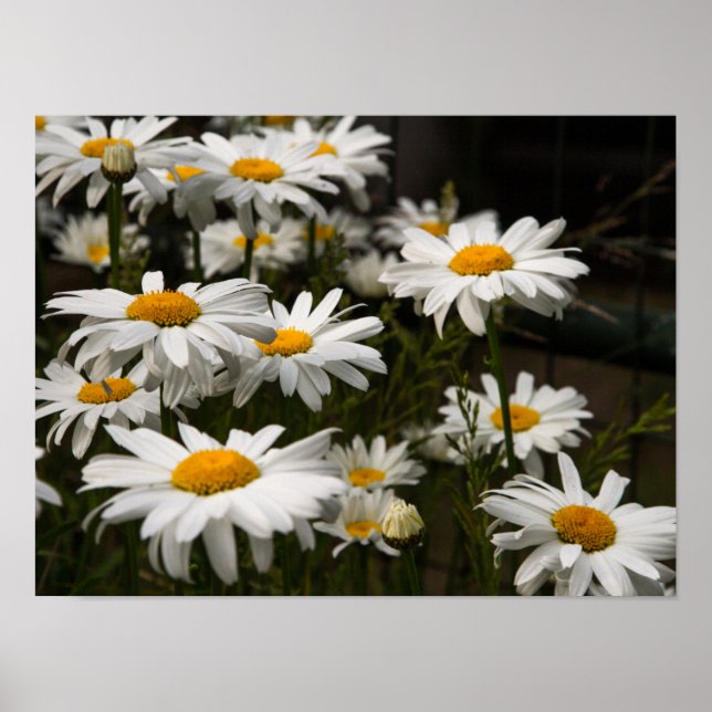 Summer Daisy Poster (Frente)