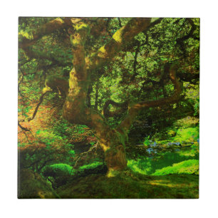 Summer, Jardim Japonês Portland, Portland