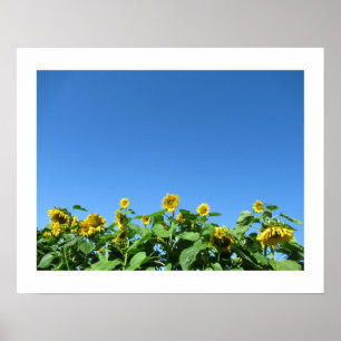 Summer Sunflower Poster