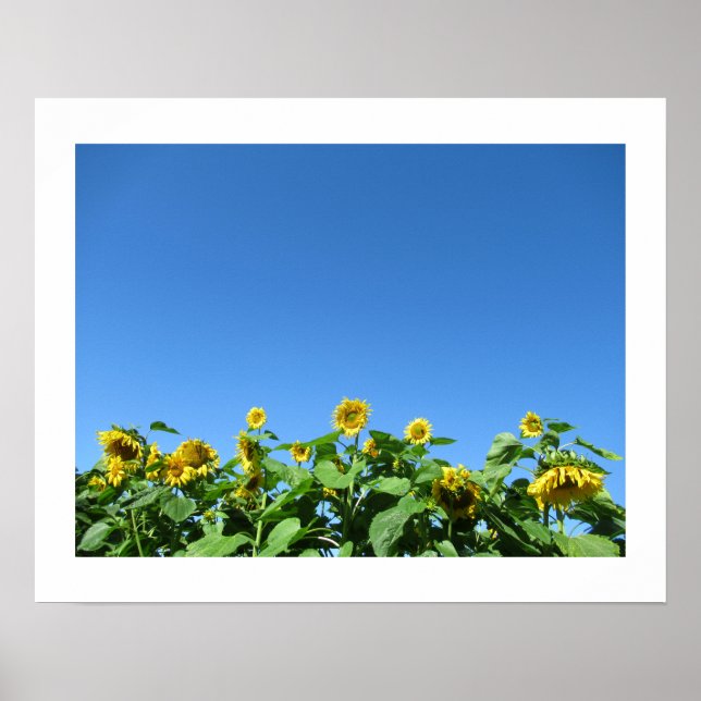 Summer Sunflower Poster (Frente)