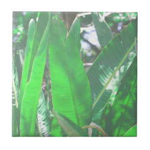 Summer Vibes Banana Tree deixa pastel verde-claro