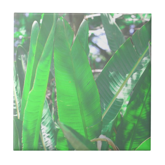 Summer Vibes Banana Tree deixa pastel verde-claro (Frente)