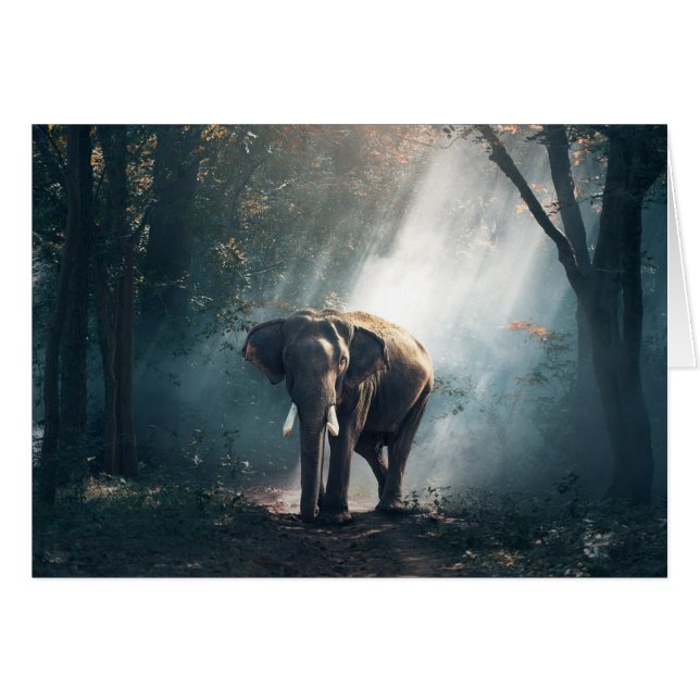 Sun afagou o elefante no cartão vazio da floresta (Frente Horizontal)