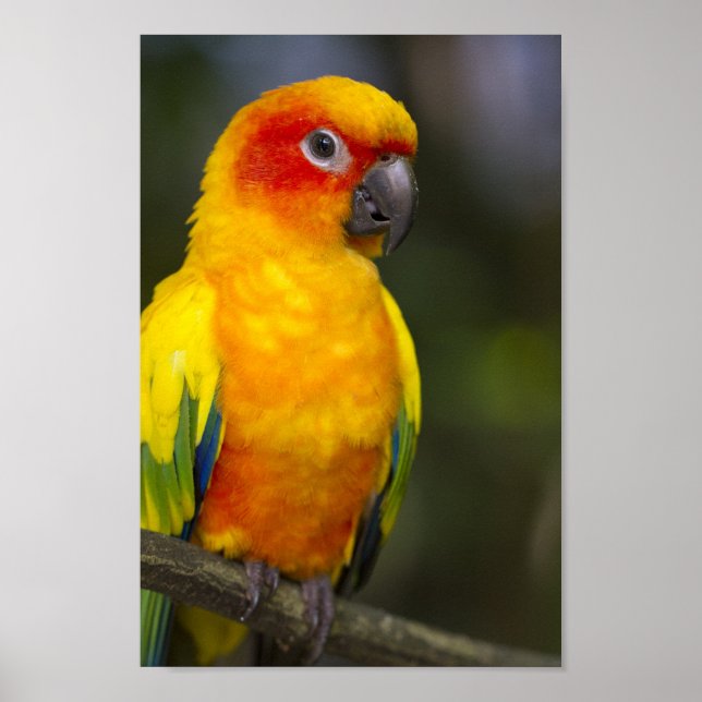 Sun Conure Parrot Poster (Frente)