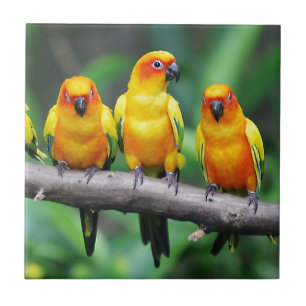 Sun Conures