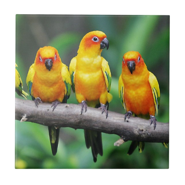 Sun Conures (Frente)