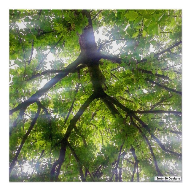 Sun Trees (Ohio) - Impressão de fotos (Frente)