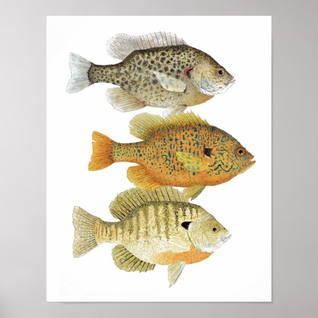 Sunfish Art Poster (Frente)