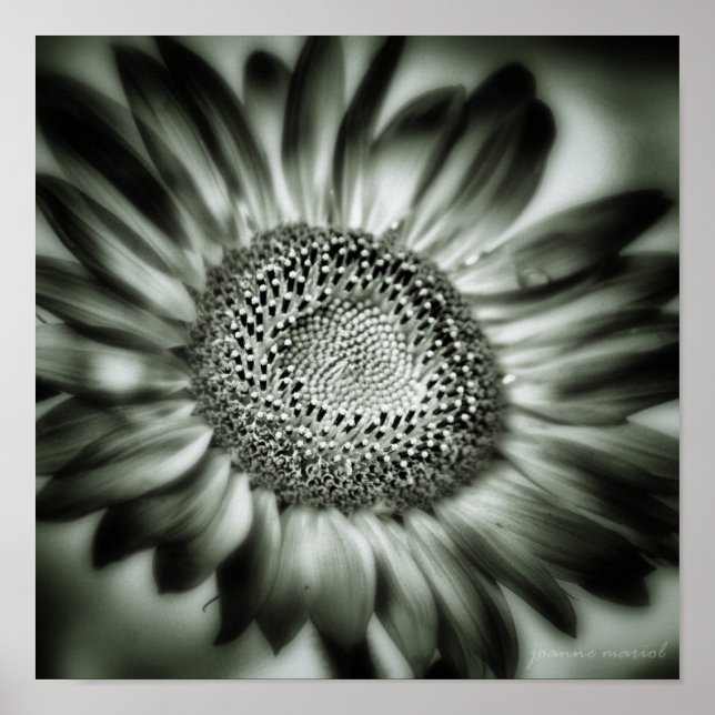 Sunflower 1 Square Poster Print (Frente)