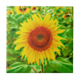Sunflower Country Amarelo Verde