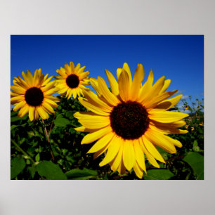 Sunflower Field Poster