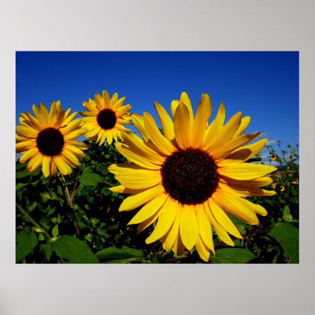 Sunflower Field Poster (Frente)
