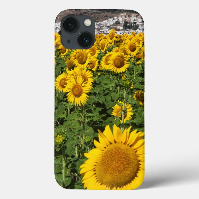Sunflower fields, white hill town of Bornos (Verso)