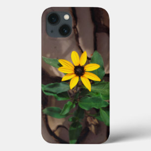 Sunflower growing from Cracked Mud