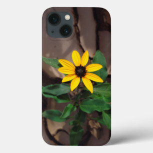 Sunflower growing from Cracked Mud