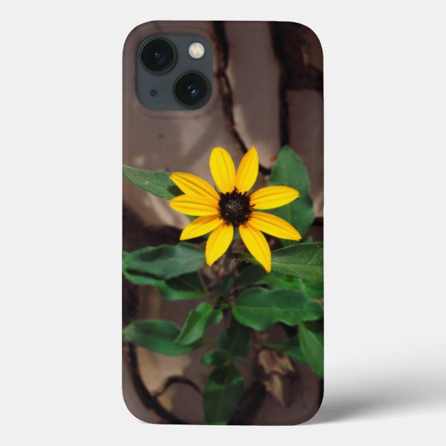 Sunflower growing from Cracked Mud (Verso)
